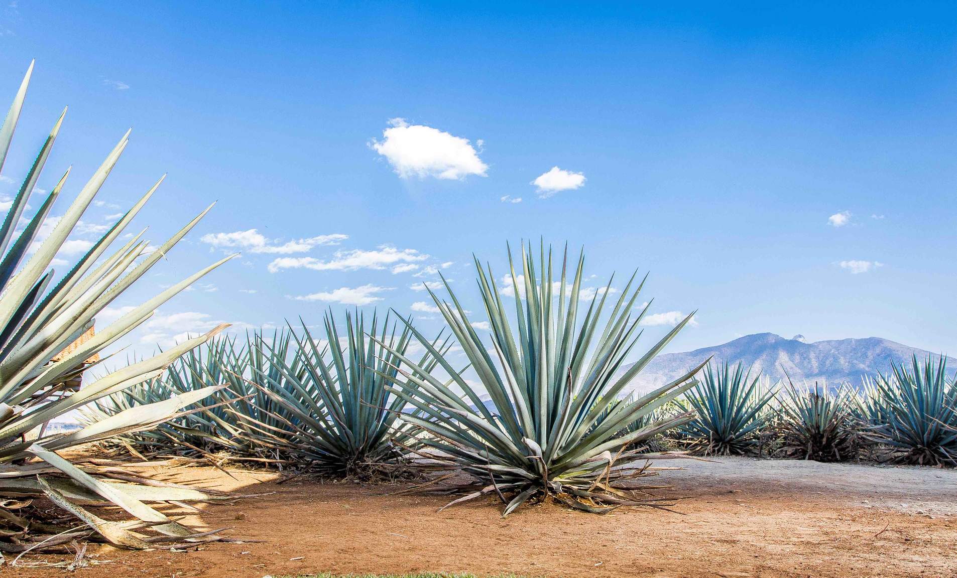 24 de julio, Día Nacional del Tequila en los Estados Unidos